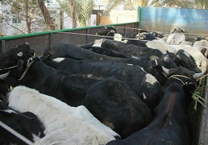قاچاق گاو در زنجان - 14 راس گاو